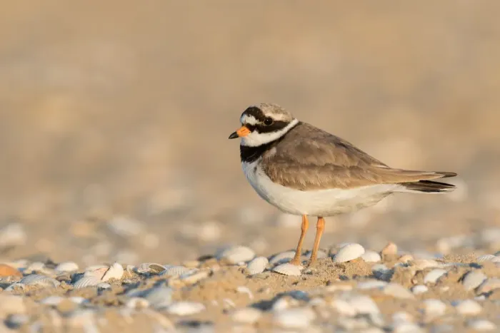 Framed Print : Common Ringed Plover (Charadrius hiaticula) standing on beach with shells, Texel Framed Print : Common Ringed Plover (Charadrius hiaticula) standing on beach with shells, Texel