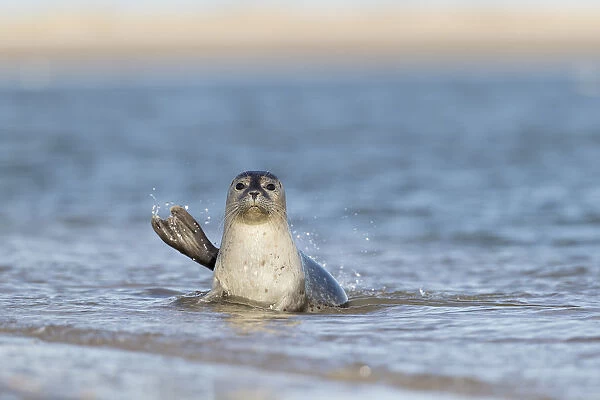 Common seal (Phoca vitulina) in water near a sandy beach, de Hors, Texel, Noord Holland