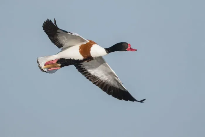 Framed Print : Common Shelduck (Tadorna tadorna) male flying, Texel, The Netherlands Framed Print : Common Shelduck (Tadorna tadorna) male flying, Texel, The Netherlands