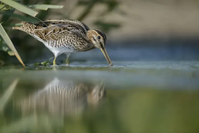 Framed Print : Common Snipe (Gallinago gallinago), Thuringia, Germany Framed Print : Common Snipe (Gallinago gallinago), Thuringia, Germany