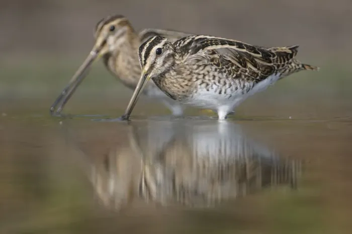Framed Print : Common Snipe (Gallinago gallinago), Thuringia, Germany Framed Print : Common Snipe (Gallinago gallinago), Thuringia, Germany