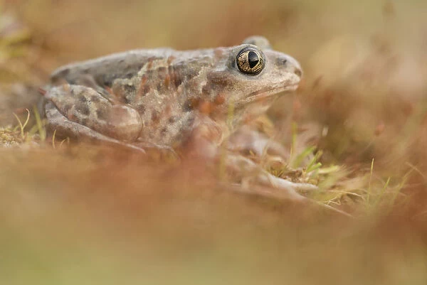 Common Spadefoot Toad (Pelobates fuscus) female between red haircap moss, Nuland, Noord-Brabant