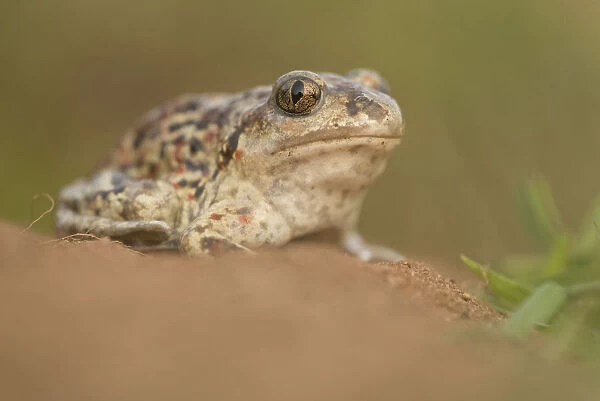 Common Spadefoot Toad (Pelobates fuscus) female on sand, Nuland, Noord-Brabant, The