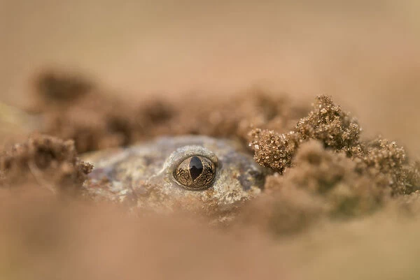 Common Spadefoot Toad (Pelobates fuscus) female burrowing in sand, Nuland, Noord-Brabant