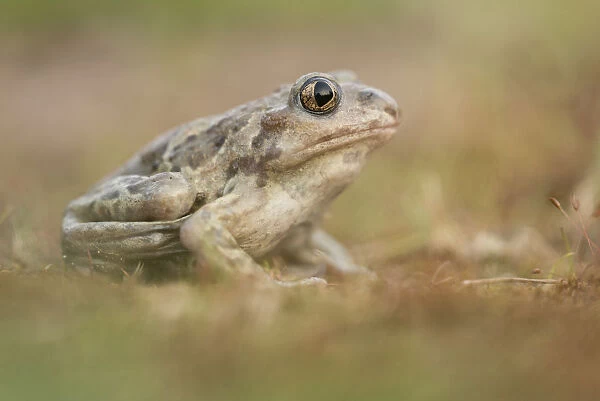 Common Spadefoot Toad (Pelobates fuscus) female, Nuland, Noord-Brabant, The Netherlands