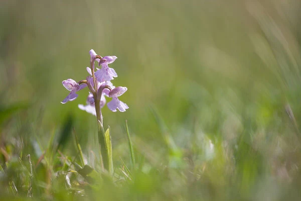 Common spotted orchid (Dactylorhiza maculata) is flowering in the field, Terschelling