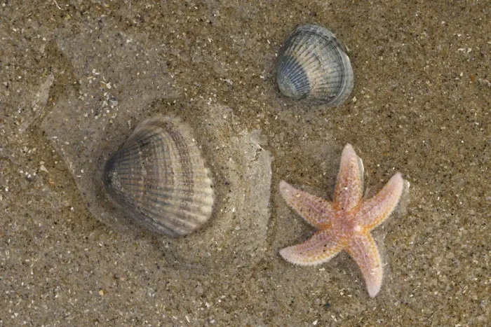 Framed Print : Common Starfish (Asterias rubens) and Common Cockle (Cerastoderma edule) on the beach Framed Print : Common Starfish (Asterias rubens) and Common Cockle (Cerastoderma edule) on the beach