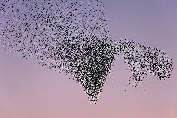 Common Starling (Sturnus vulgaris) huge flock flying, Lower Saxony, Germany