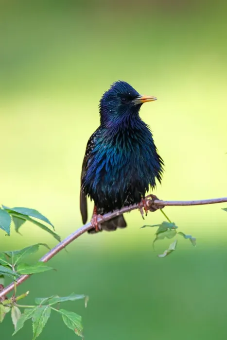 Framed Print : Common Starling (Sturnus vulgaris), Brandenburg, Germany Framed Print : Common Starling (Sturnus vulgaris), Brandenburg, Germany