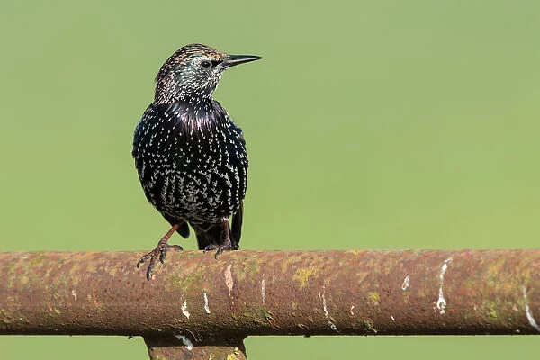 Common Starling (Sturnus vulgaris) perched on a rusty fence, polder Arkemheen, The netherlands