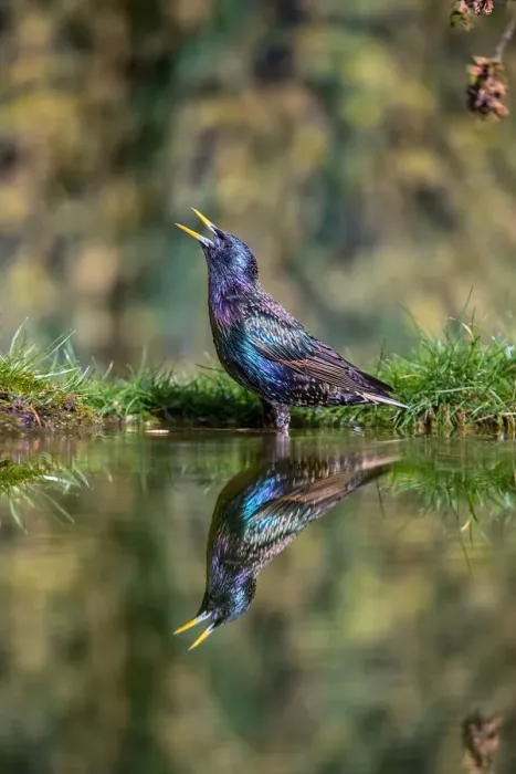 Framed Print : Common Starling (Sturnus vulgaris) in breeding plumage standing in a pool, singing, Essex, United Kingdom Framed Print : Common Starling (Sturnus vulgaris) in breeding plumage standing in a pool, singing, Essex, United Kingdom