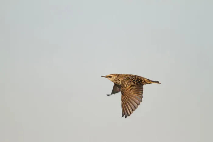 Framed Print : Common Starling (Sturnus vulgaris) flying, Schleswig-Holstein, Germany Framed Print : Common Starling (Sturnus vulgaris) flying, Schleswig-Holstein, Germany