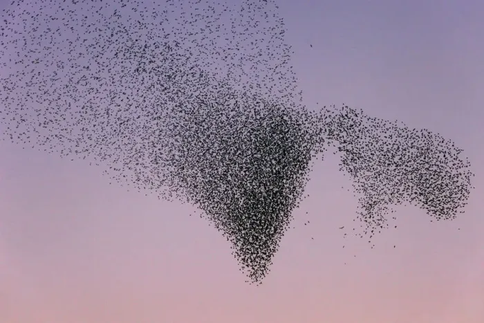 Framed Print : Common Starling (Sturnus vulgaris) huge flock flying, Lower Saxony, Germany Framed Print : Common Starling (Sturnus vulgaris) huge flock flying, Lower Saxony, Germany
