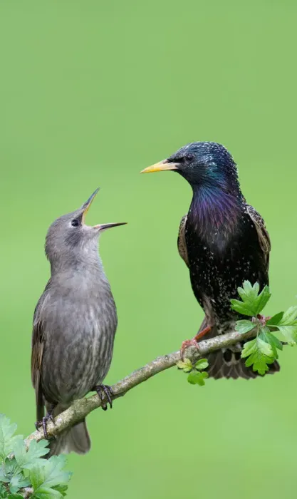Framed Print : Common Starling (Sturnus vulgaris) juvenile begging for food, Brandenburg, Germany Framed Print : Common Starling (Sturnus vulgaris) juvenile begging for food, Brandenburg, Germany