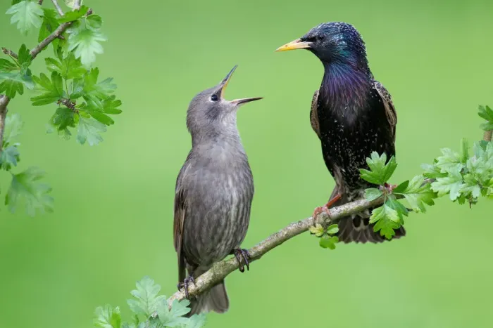 Framed Print : Common Starling (Sturnus vulgaris) juvenile begging for food, Brandenburg, Germany Framed Print : Common Starling (Sturnus vulgaris) juvenile begging for food, Brandenburg, Germany