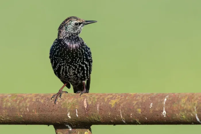 Framed Print : Common Starling (Sturnus vulgaris) perched on a rusty fence, polder Arkemheen, The netherlands Framed Print : Common Starling (Sturnus vulgaris) perched on a rusty fence, polder Arkemheen, The netherlands