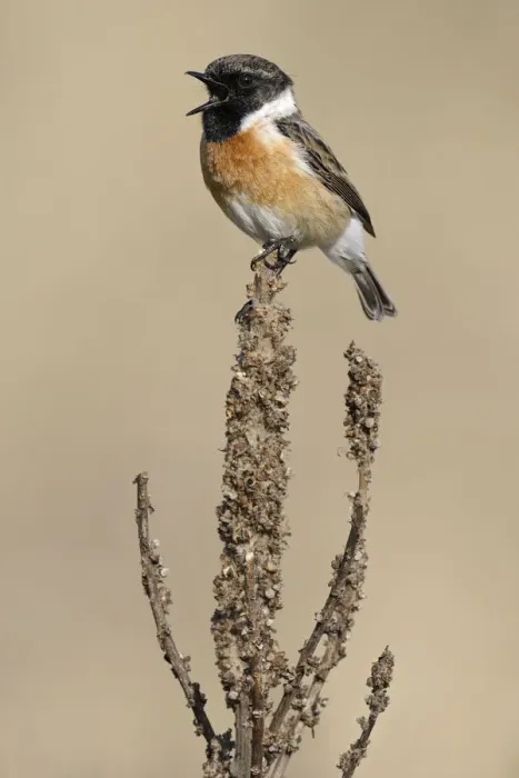 Framed Print : Common Stonechat (Saxicola torquata) singing, Noord-Holland, The Netherlands