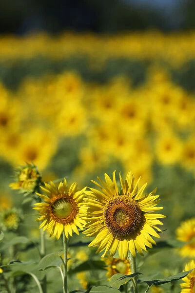 Common Sunflower (Helianthus annuus) flowers, Japan