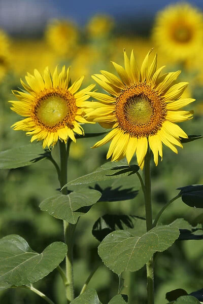 Common Sunflower (Helianthus annuus) flowers, Japan