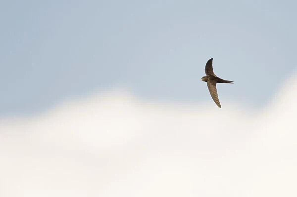 Common Swift (Apus apus) flying, North Rhine-Westphalia, Germany