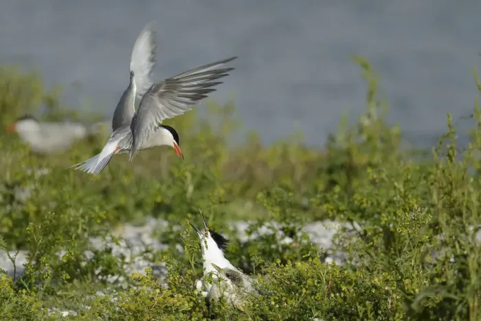 Framed Print : Common Tern (Sterna hirundo) and Sandwich Tern (Thalasseus sandvicensis), Texel