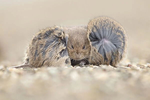 Three Common Voles (Microtus arvalis) seeking shelter from hard wind during autumn storm on a pier at the Wadden Sea coast, Holwerd, Friesland, The Netherlands - Overall Winner, Nature Photo of the Year 2022, and winner in the Mammal