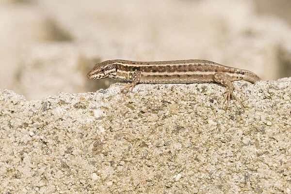 Common Wall Lizard (Podarcis muralis) basking on a wall, La Brenne, Indre, France