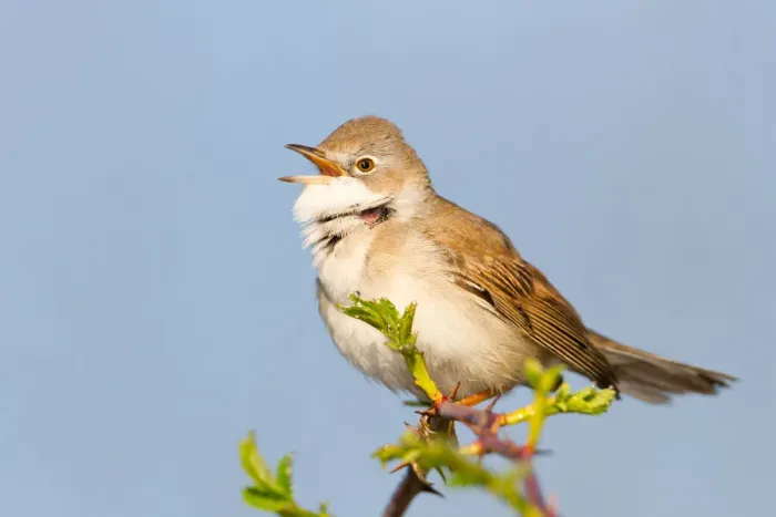 Framed Print : Common Whitethroat (Sylvia communis) singing, Baden-Wuerttemberg, Germany Framed Print : Common Whitethroat (Sylvia communis) singing, Baden-Wuerttemberg, Germany
