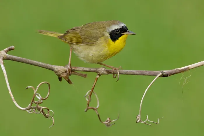 Framed Print : Common Yellowthroat (Geothlypis trichas), Texas, USA Framed Print : Common Yellowthroat (Geothlypis trichas), Texas, USA