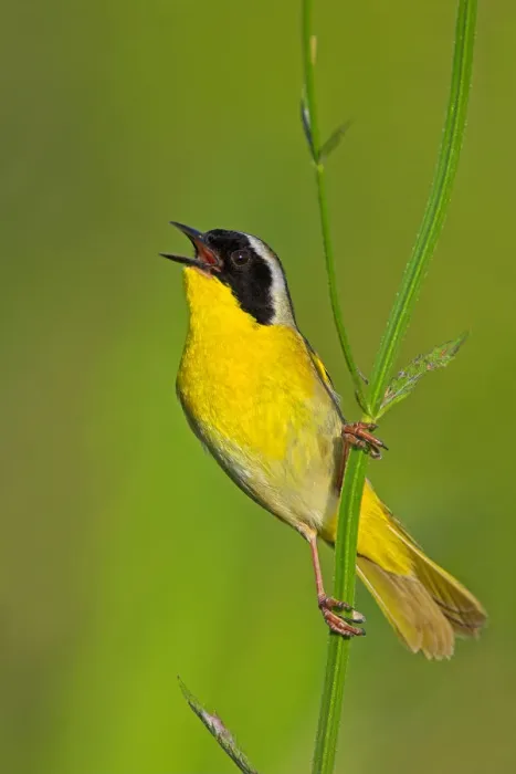 Framed Print : Common Yellowthroat (Geothlypis trichas) singing, Texas, USA Framed Print : Common Yellowthroat (Geothlypis trichas) singing, Texas, USA