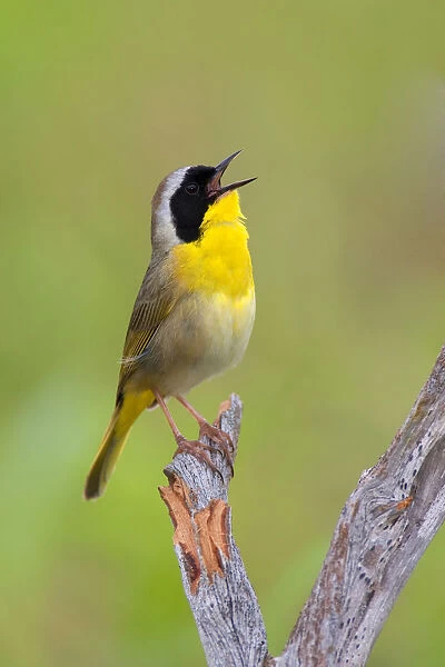 Common Yellowthroat (Geothlypis trichas) singing, Texas, USA