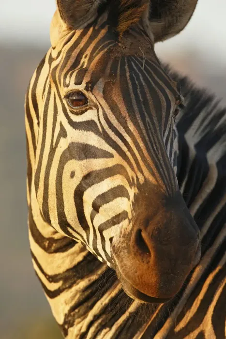 Framed Print : Common Zebra (Equus quagga) adult, portrait, South Africa, Mpumalanga Framed Print : Common Zebra (Equus quagga) adult, portrait, South Africa, Mpumalanga