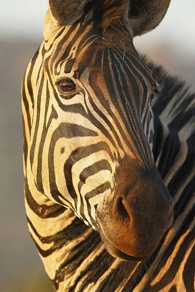 Common Zebra (Equus quagga) adult, portrait, South Africa, Mpumalanga