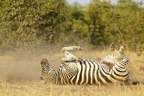 Common Zebra (Equus quagga) dust bathing, South Africa, Limpopo, Kruger National Park