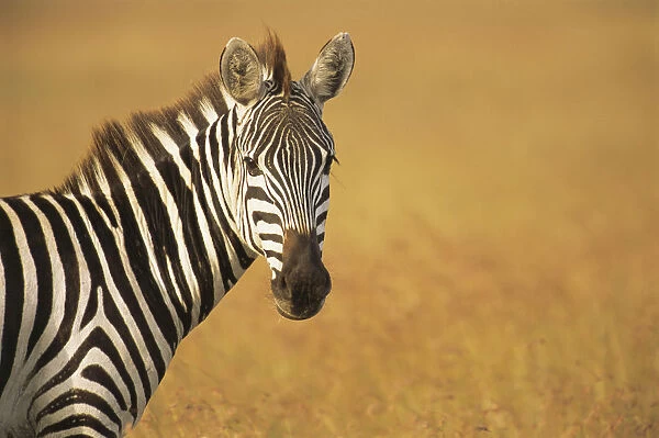 Common zebra (Equus quagga) portrait, Kenya, Masai Mara National Reserve