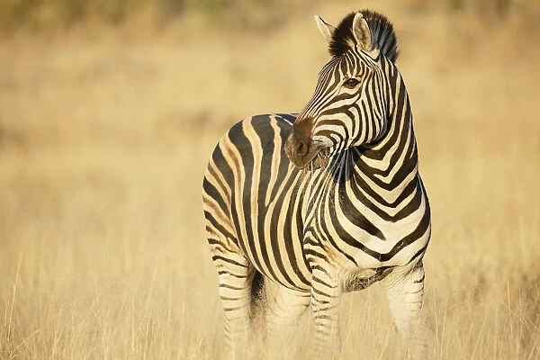 Common Zebra (Equus quagga) standing in grasland, feeding on vegetation, South Africa