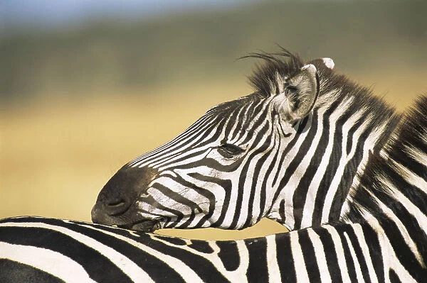 Common zebra grooming (Equus quagga) grooming other zebra, Kenya