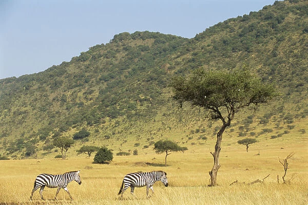 Common zebras (Equus quagga) on the move near Oloololo Escarpment, Kenya