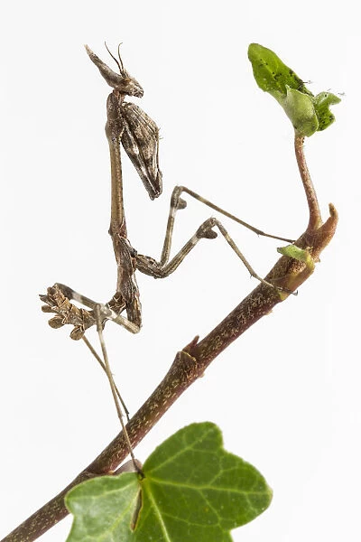 Conehead Mantis (Empusa pennata) nymph in front of white background, Galicia, Spain