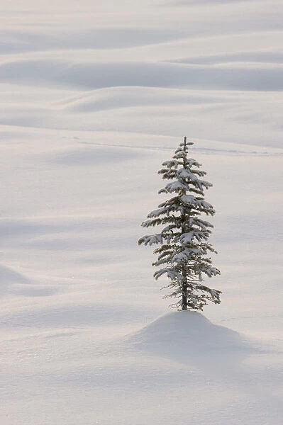 Coniferous tree in snow, Banff National Park, Alberta, Canada