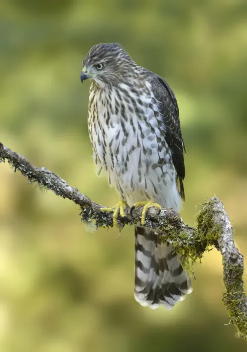 Framed Print : Coopers Hawk (Accipiter cooperii), British Columbia, Canada Framed Print : Coopers Hawk (Accipiter cooperii), British Columbia, Canada