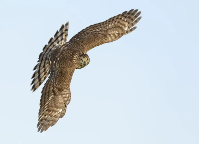 Framed Print : Coopers Hawk (Accipiter cooperii) flying, Texas, USA Framed Print : Coopers Hawk (Accipiter cooperii) flying, Texas, USA