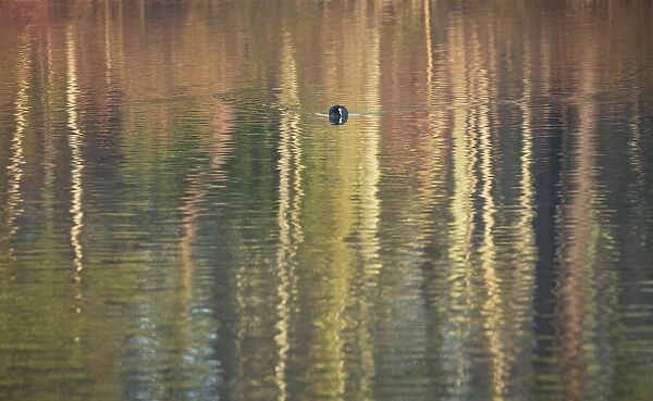 Coot (Fulica atra) swimming towards the viewer across the pattern formed by reflections of trees on the lake surface, Stover Country Park, Devon, England