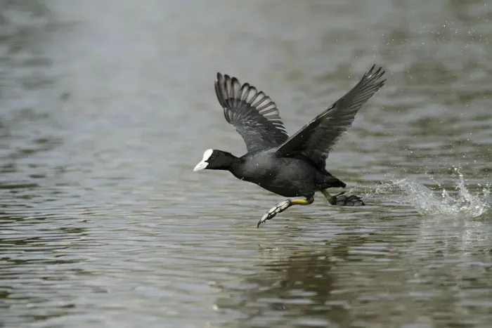 Framed Print : Coot (Fulica atra) taking flight, Kassel, Hessen, Germany Framed Print : Coot (Fulica atra) taking flight, Kassel, Hessen, Germany