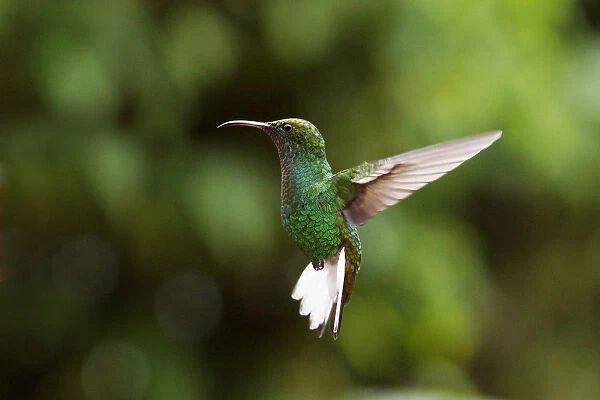 Coppery-headed Emerald (Elvira cupreiceps) hovering, Costa Rica
