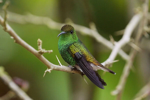 Coppery-headed Emerald (Elvira cupreiceps) hummingbird, Costa Rica