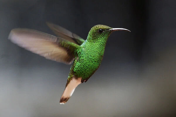 Coppery-headed Emerald (Elvira cupreiceps) hummingbird hovering, Costa Rica