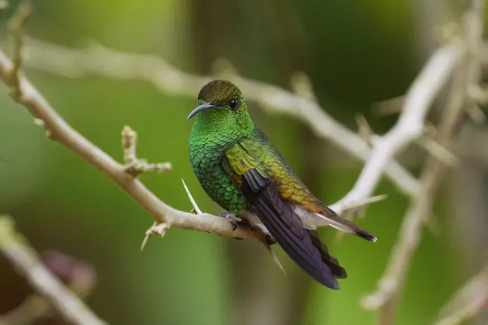Framed Print : Coppery-headed Emerald (Elvira cupreiceps) hummingbird, Costa Rica Framed Print : Coppery-headed Emerald (Elvira cupreiceps) hummingbird, Costa Rica