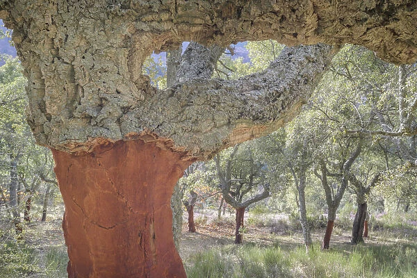 Cork Oak (Quercus suber) forest close up, uncorked, Extremadura, Spain, Extremadura, Spain