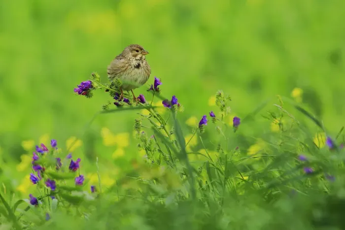 Framed Print : Corn Bunting (Emberiza calandra), Andalusia, Spain Framed Print : Corn Bunting (Emberiza calandra), Andalusia, Spain